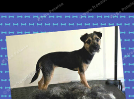 Boarder terrier pups 2 girls 1boy