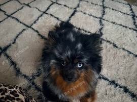 3 year old mearle Pomeranian