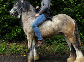 14h 2 year old dun Colt