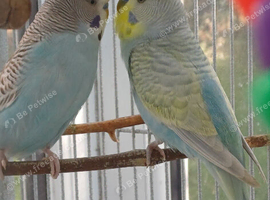 Bonded pair of young cocks