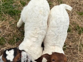Boer goat kids