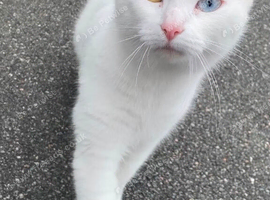 Cat for sale too a good a good home
