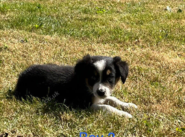 Border Collie Pups