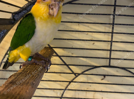 Nice white belly cakes parrots for sale