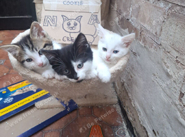 2 kittens