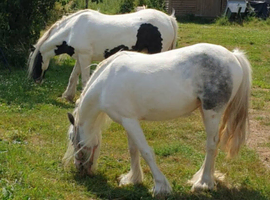2 mare cobs for long term loan