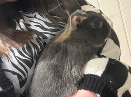 7 month old rabbit and full enclosure