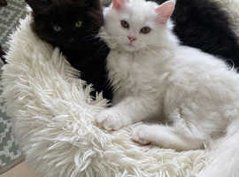 ***Reduced*** 2 Stunning Persian kittens