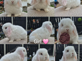 Mini lop doe