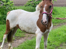 Lovely young mare