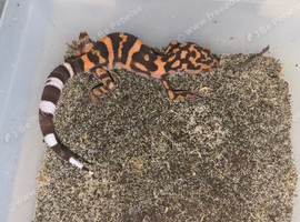 CB24 1.2 Japanese Cave Gecko (G. Orientalis)