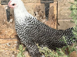 Pair of Silver campines for sale
