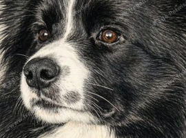 At stud Stunning long haired border collie