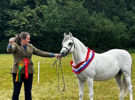 Much Loved 13.2hh Gelding for sale