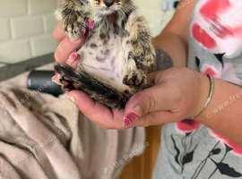 Two female kittens