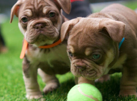 French bull dog puppy