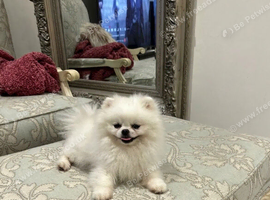 Asian Pomeranian Stud DNA tested
