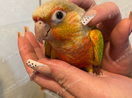 Hand tame conure