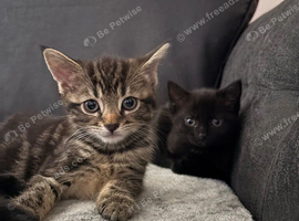 2 Beautiful Kittens