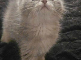 BSH/RAGDOLL Kittens