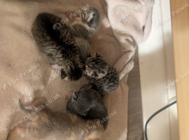 5 beautiful half Bengals