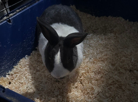 2 female rabbits