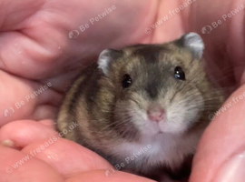 Baby Winter White Russian hamsters (pure bred)