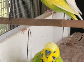 Green budgies