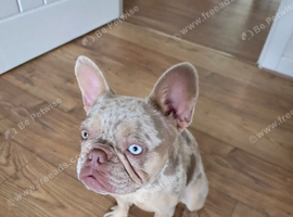 Isabella Lilac Merle French Bulldog