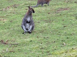 Two male wallabies for Sale