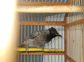 Red vented bulbul