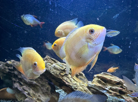 Severums for sale