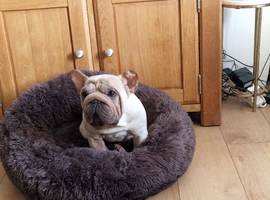 French bulldog