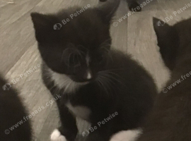 Beautil female kittens