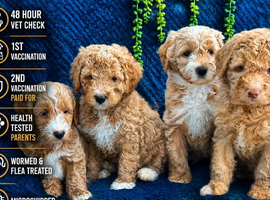 Pure Australian labradoodle puppy&rsquo;s
