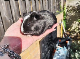1 male left