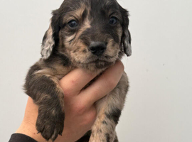 Stunning dachshund whippet mix