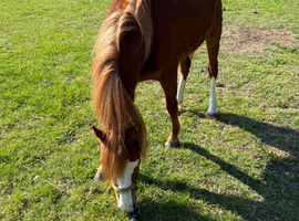 3 yr old filly