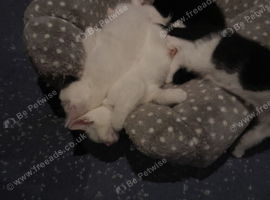 5 kittens for sale