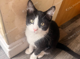 Black and white 6 month old kitten for sale