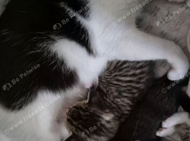 Beautiful kittens