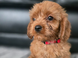 Beautiful cavapoo babies