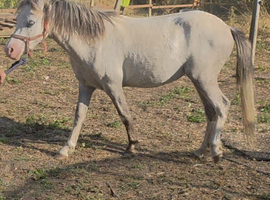 2 year old filly