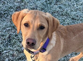 Beautiful month KC male labrador.