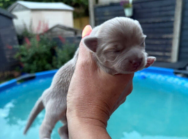 Stunning Pedigree Chihuahua Puppies