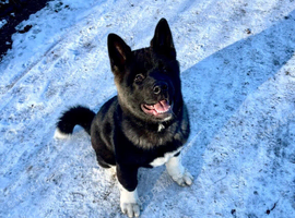 American Akita for adoption