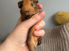 Guinea pigs - MALES