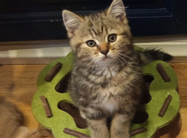 Scottish straight kittens looking for home