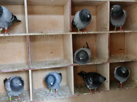 Racing Pigeons