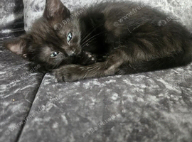 Female kitten